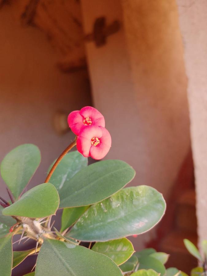 Bed and Breakfast Les Jardins Du M'Goun Kelaat-M'Gouna Exteriér fotografie