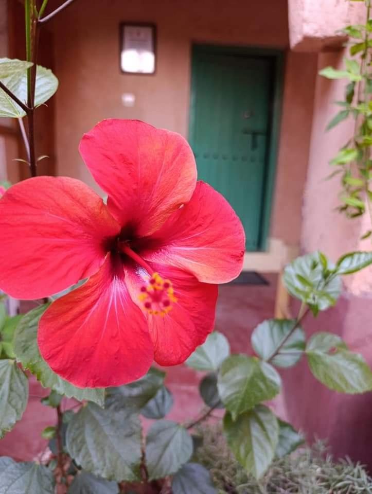 Bed and Breakfast Les Jardins Du M'Goun Kelaat-M'Gouna Exteriér fotografie